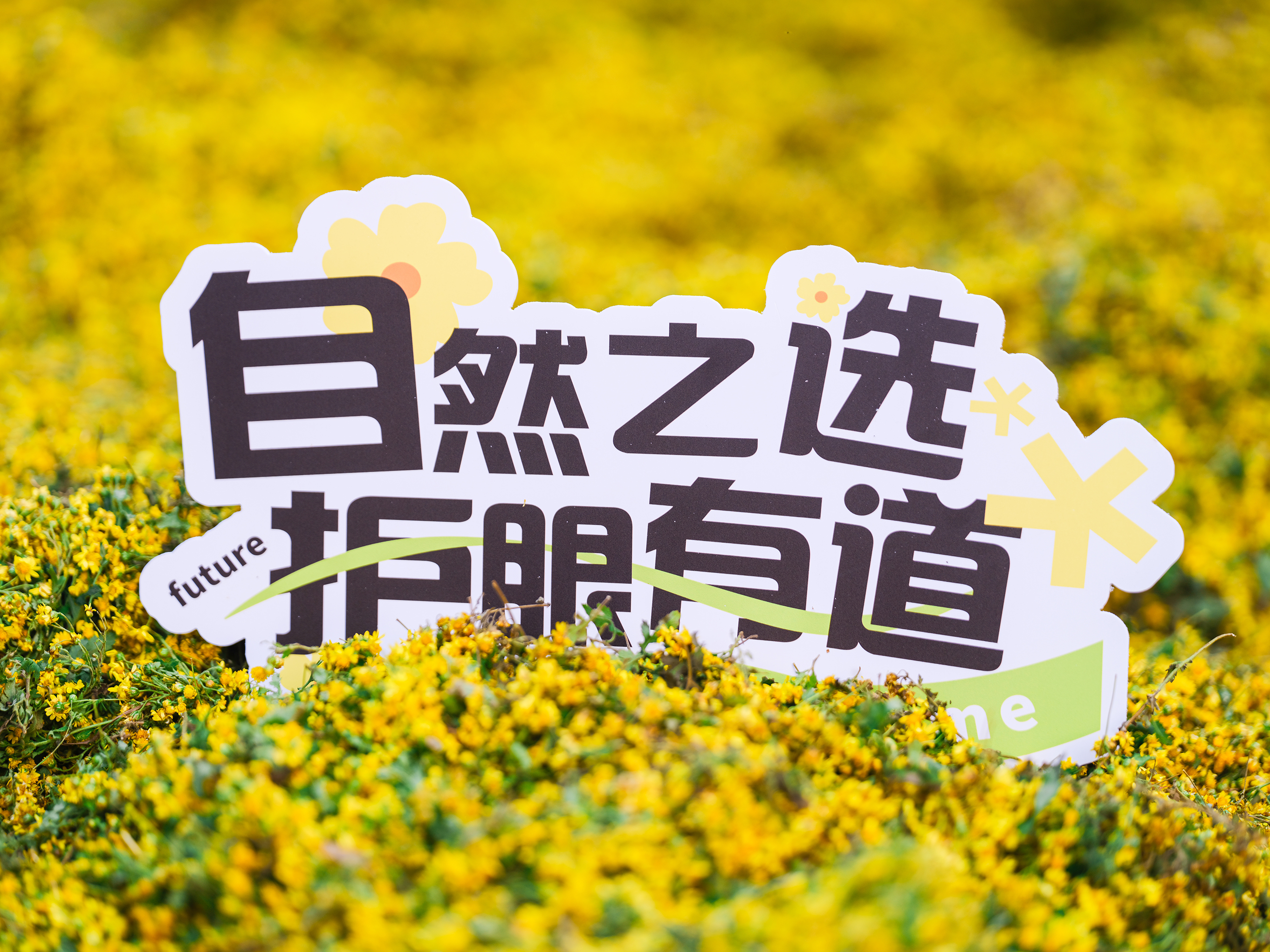 #好視力眼貼，【源】來真的好—野菊花道地溯源之旅精彩放送